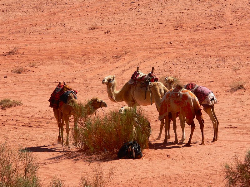 Wadi Rum (54).jpg